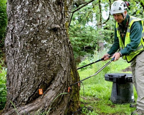 Greenwood Tree Risk Assessment