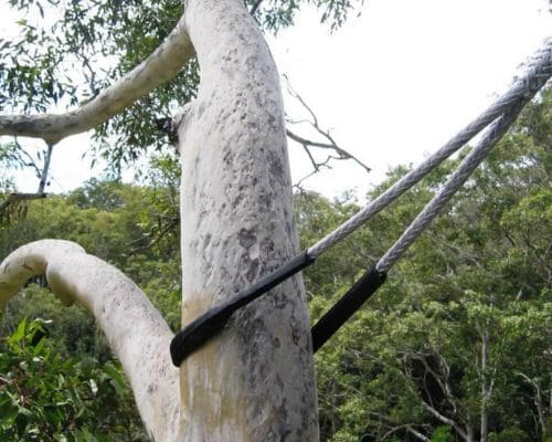 Greenwood Tree Cabling