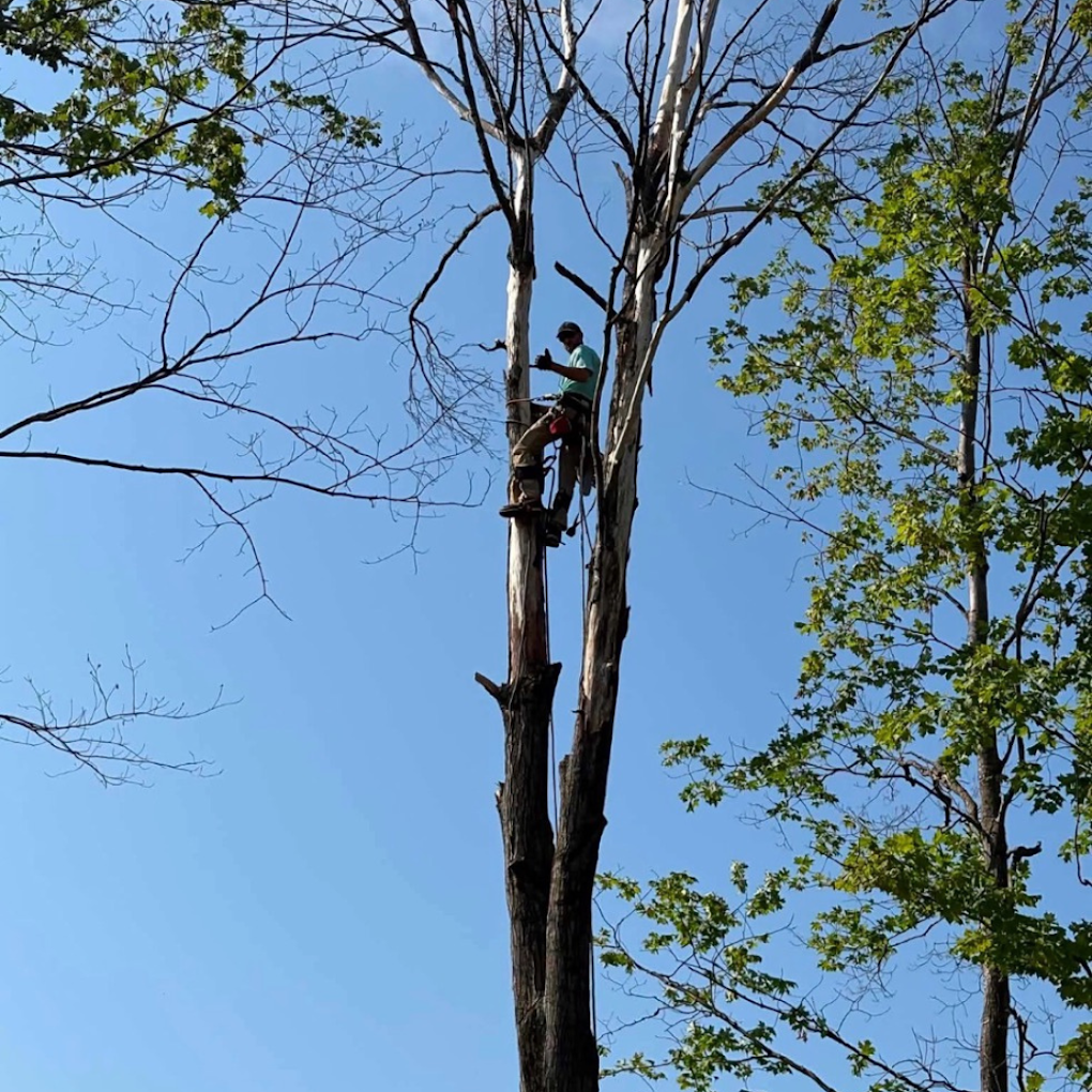 Premium Tree & Shrub climber working in a tree