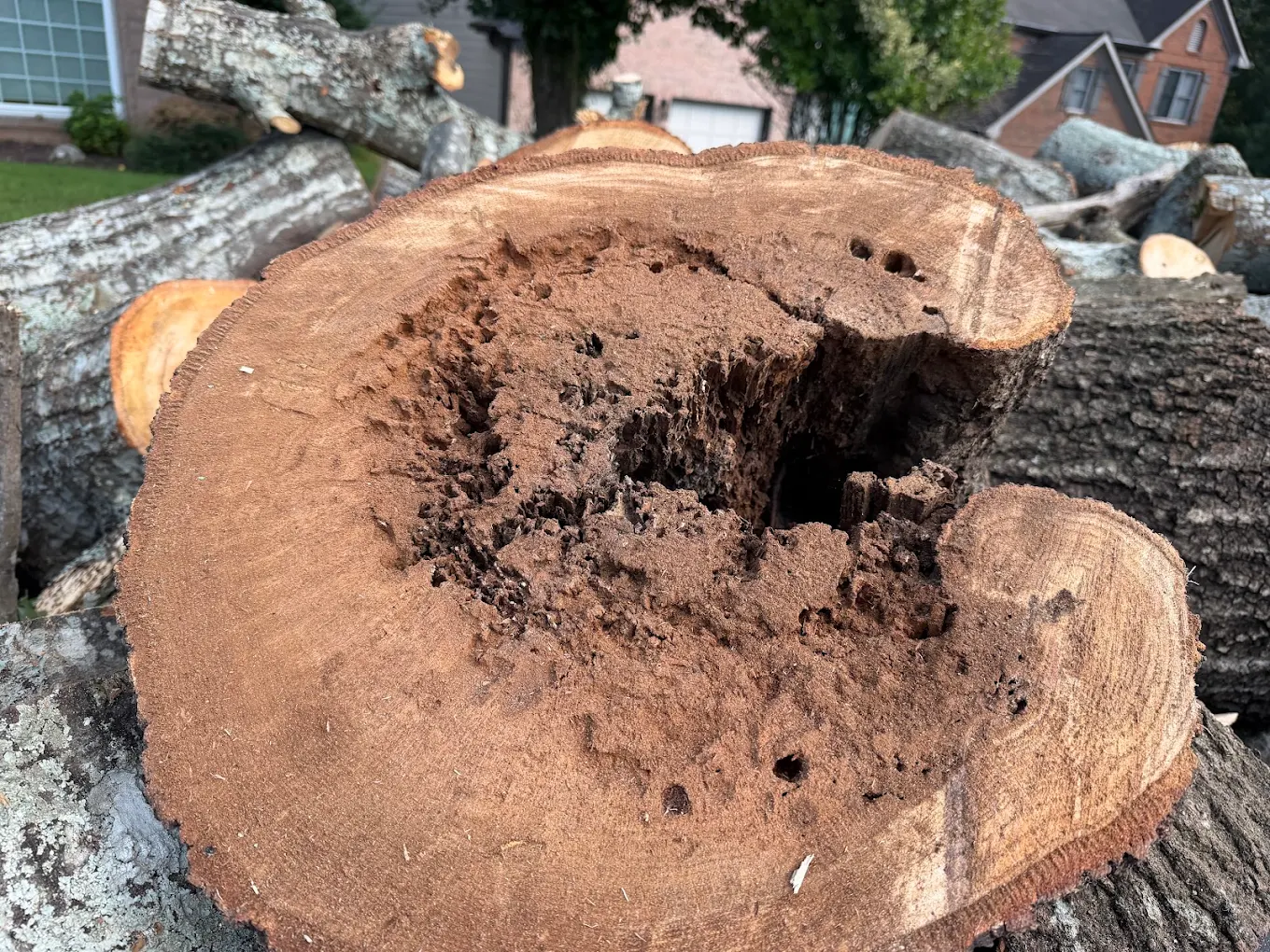 Decay inside a removed log