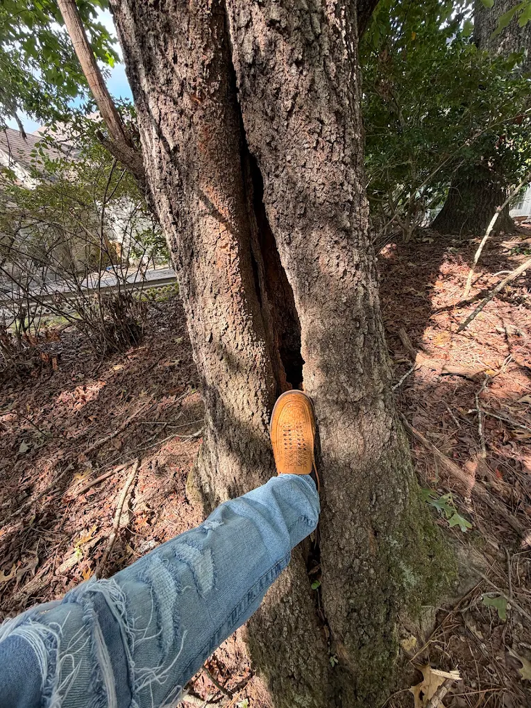 Inspection of internal decay in a tree trunk