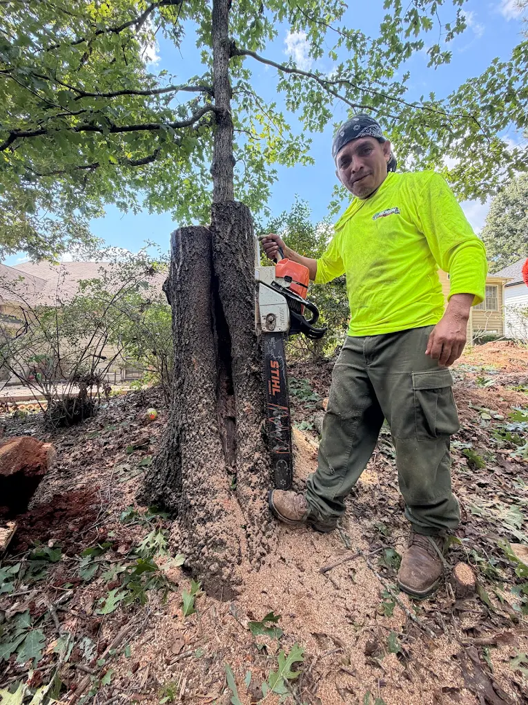 Crew beside a hollow stump