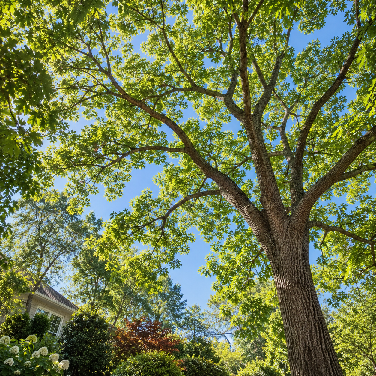 Open tree canopy with daylight between healthy green branches