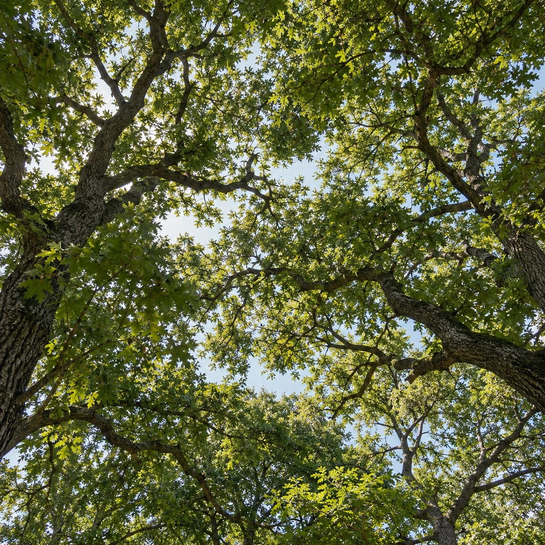 upward view of a dense mature Georgia oak canopy with overlapping branches and filtered daylight