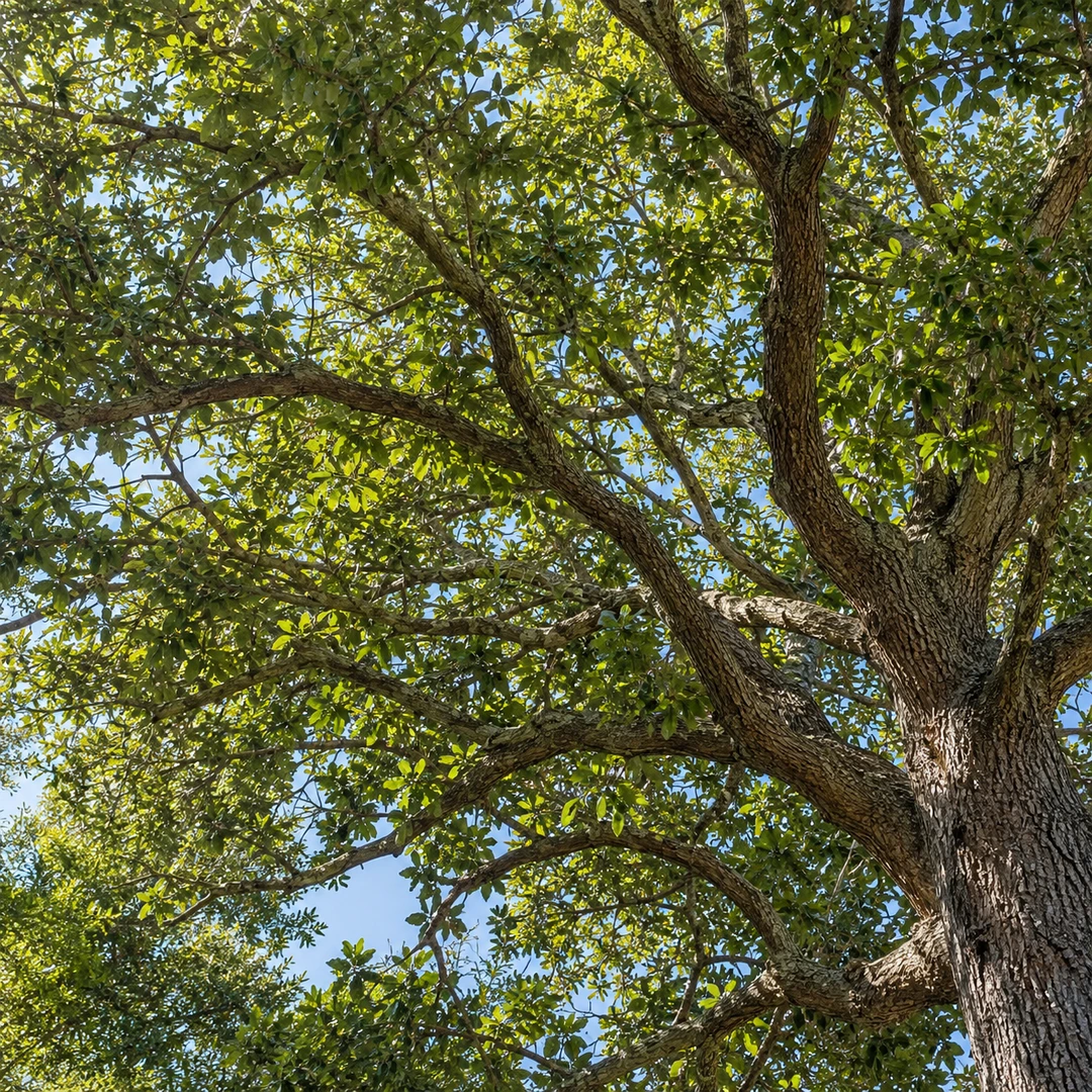 upward diagonal view into an established tree showing selected crowded small branches and a naturally full canopy, no aggressive topping