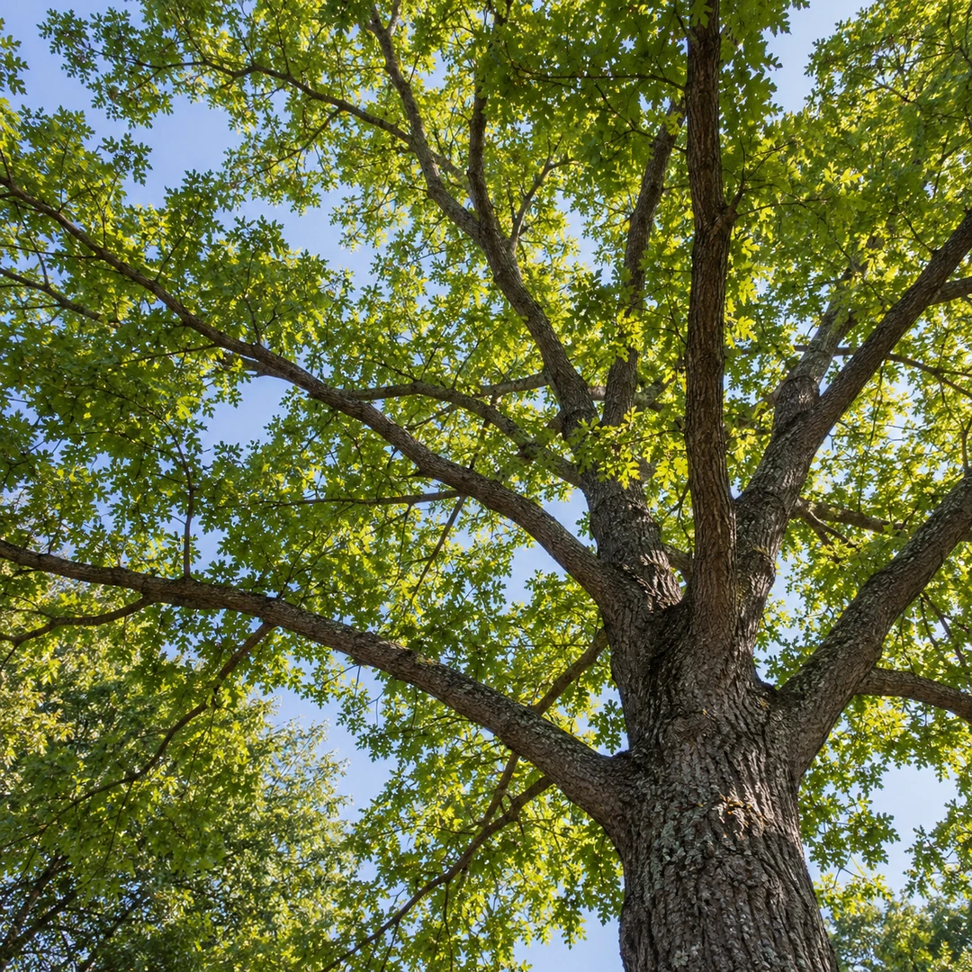 upward view through a healthy deciduous tree canopy with evenly spaced natural branches and foliage