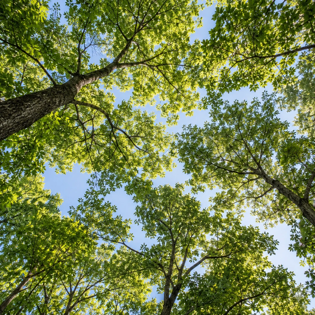 upward view through healthy deciduous canopy with natural evenly spaced branches and retained foliage