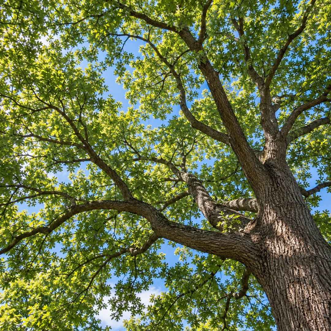 Intact branching structure within a leafy tree crown