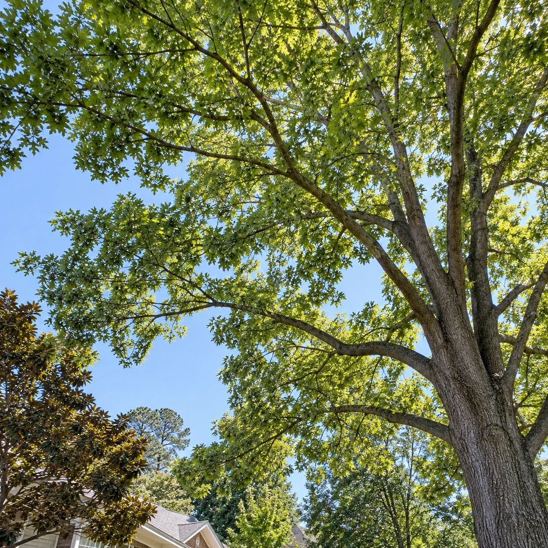 Natural leafy lateral branches with balanced canopy spacing