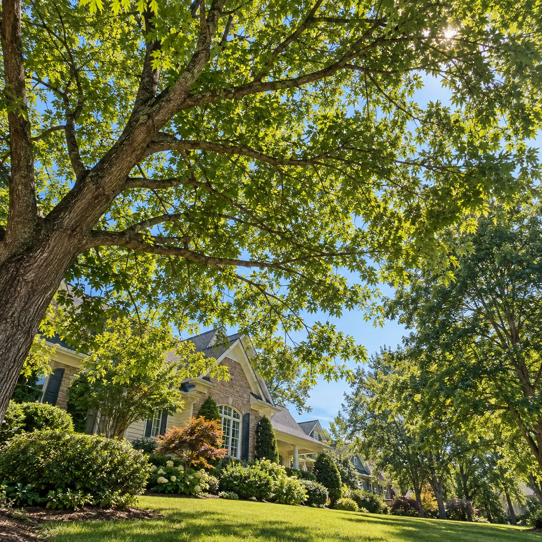 Natural leafy branches with balanced canopy spacing