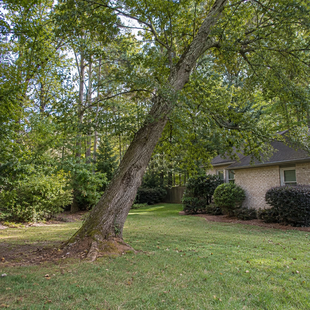Leaning tree near an established home and garden