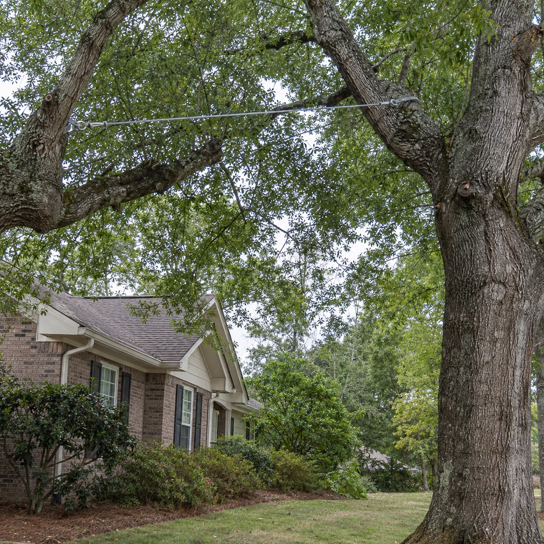 Correctly installed support cable between two substantial tree limbs with realistic anchor fittings and natural bark