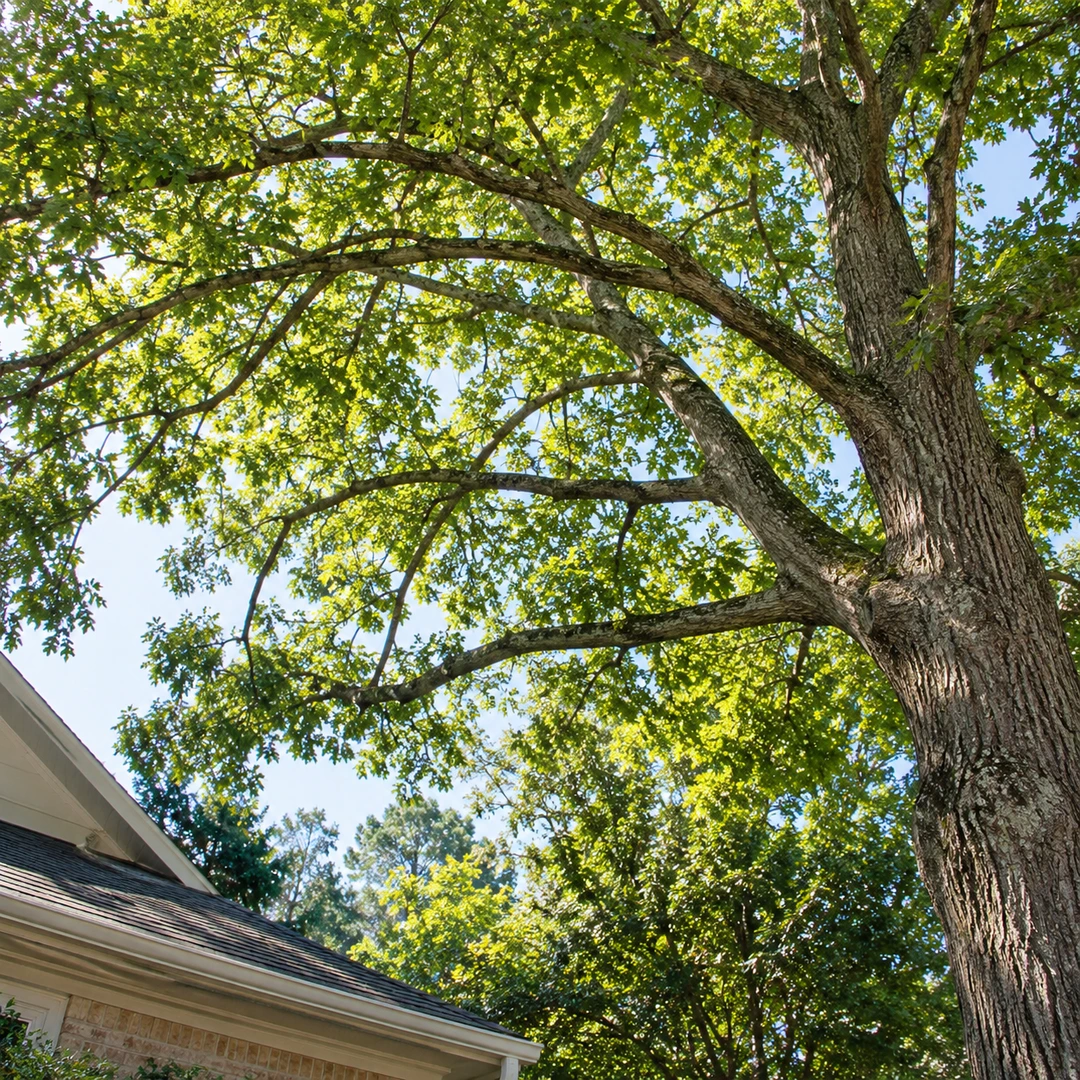 Natural tree branches and a full canopy above a modest residential roofline
