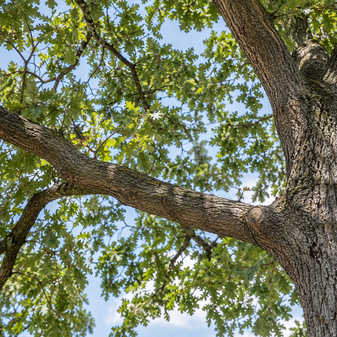 Small pruning cut near the collar of an oak branch