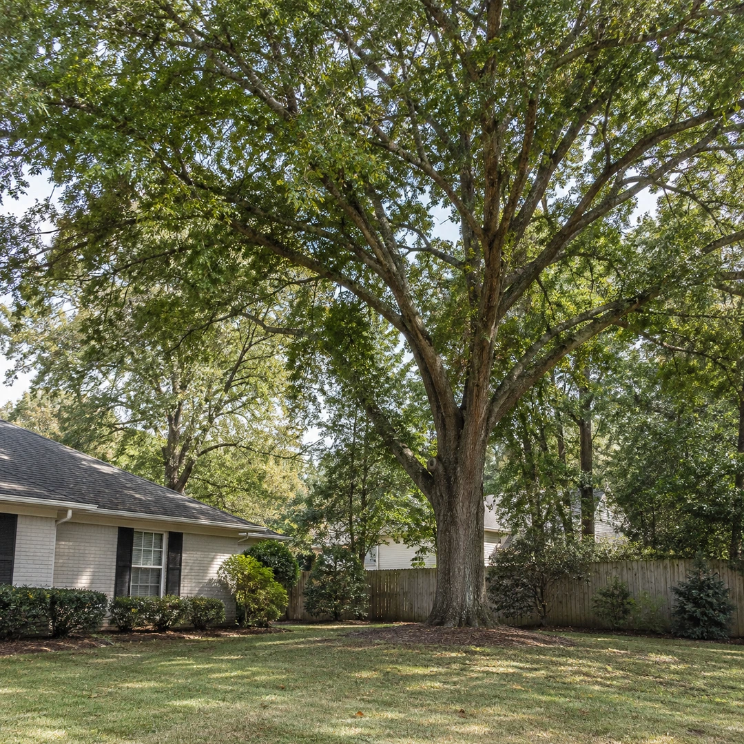 Mature oak beside an ordinary residential home