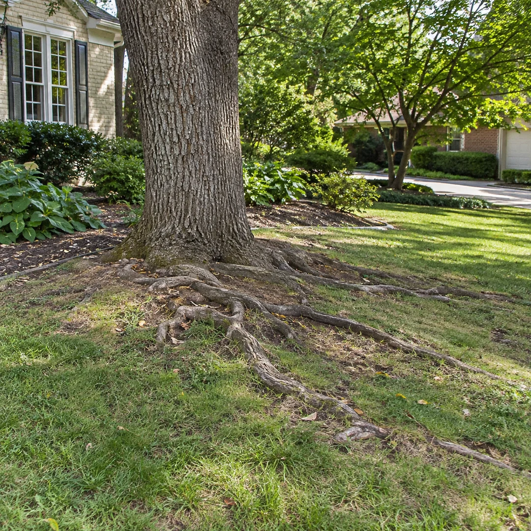 Mature tree with broad surface roots in a residential front yard
