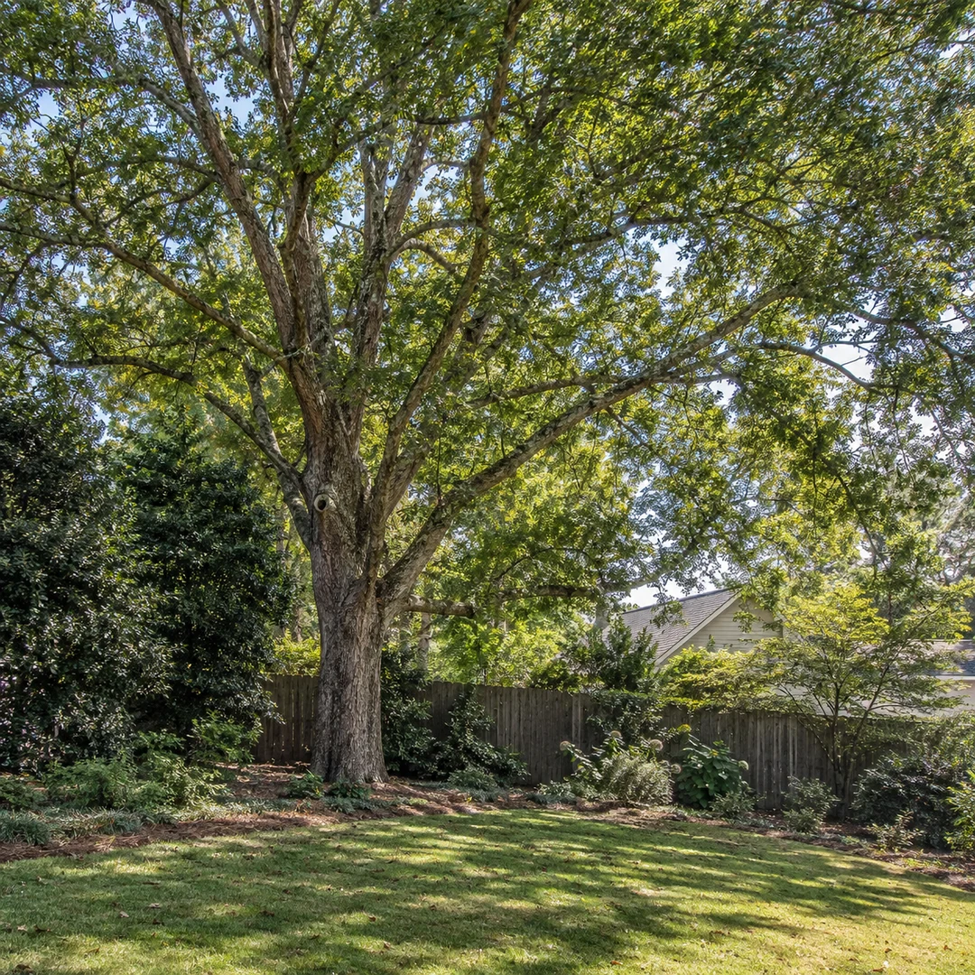 Mature shade tree with a naturally open canopy over a residential lawn