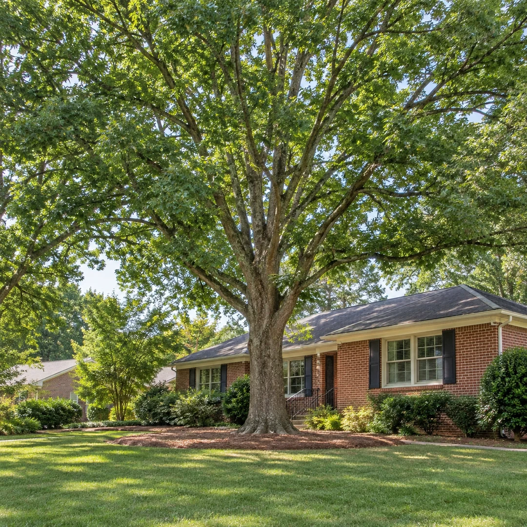 Mature shade tree over a brick home lawn in Brookhaven
