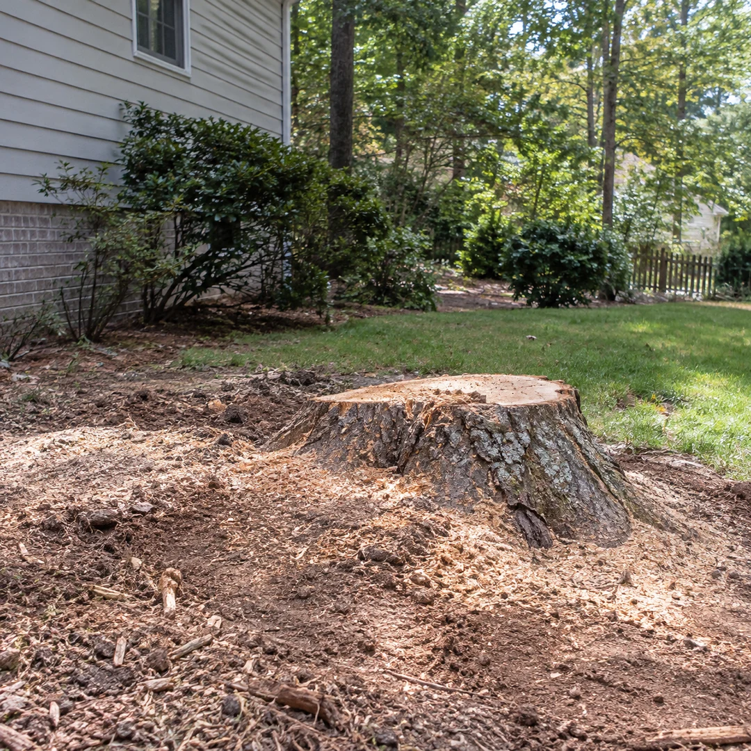 Tree stump in a residential yard