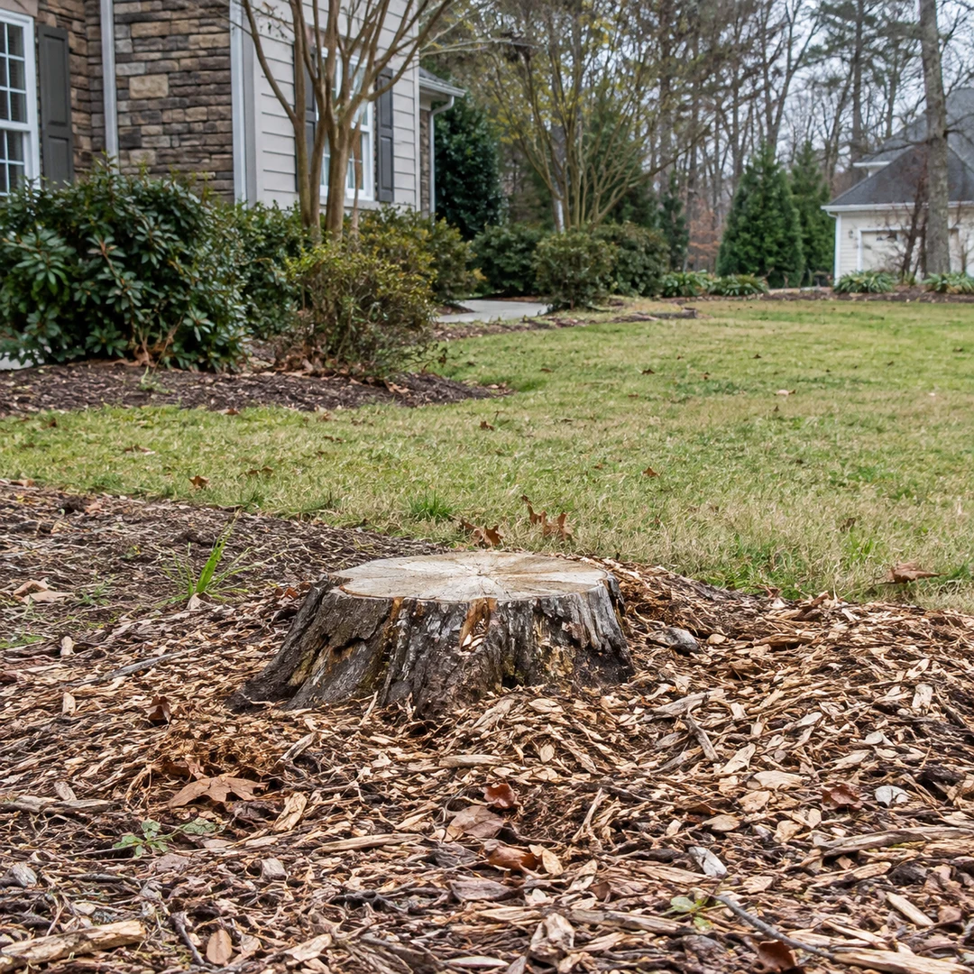 Low stump surrounded by natural wood chips at the edge of an ordinary residential lawn