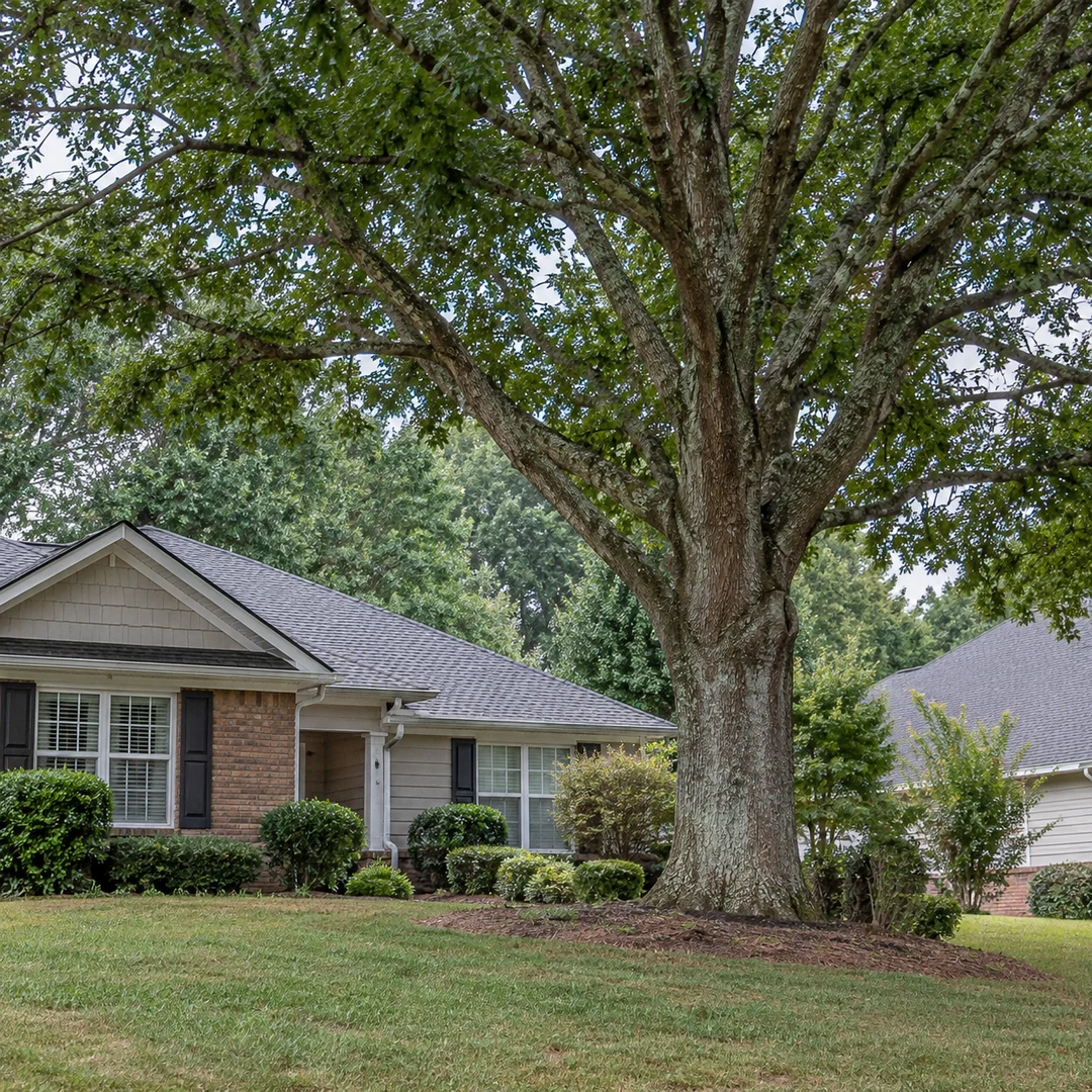 Healthy mature tree beside a modest Georgia residential home