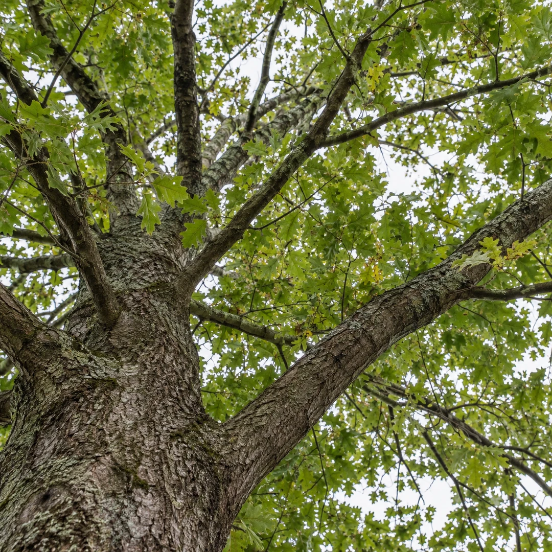 Natural lateral branches in a mature tree canopy