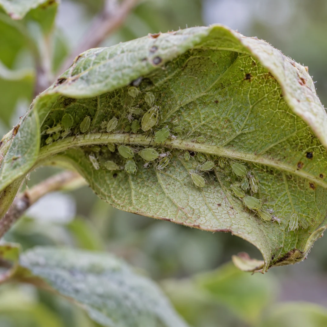 Small aphids on the underside of a curled leaf