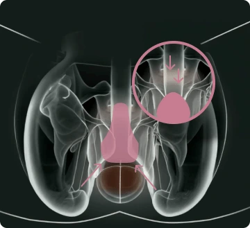 Anatomska ilustracija