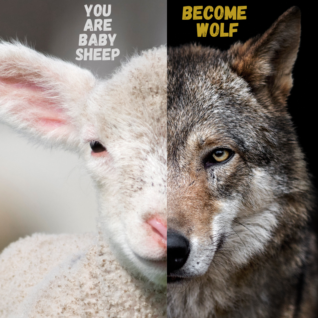 You are baby sheep. Become wolf.