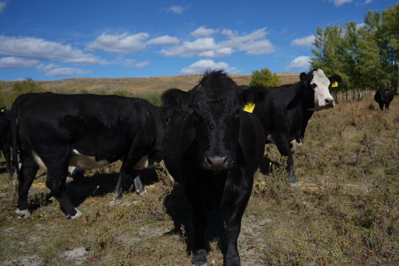 Why Buying Beef Straight from Britestone Farming is a Good Idea (and ...