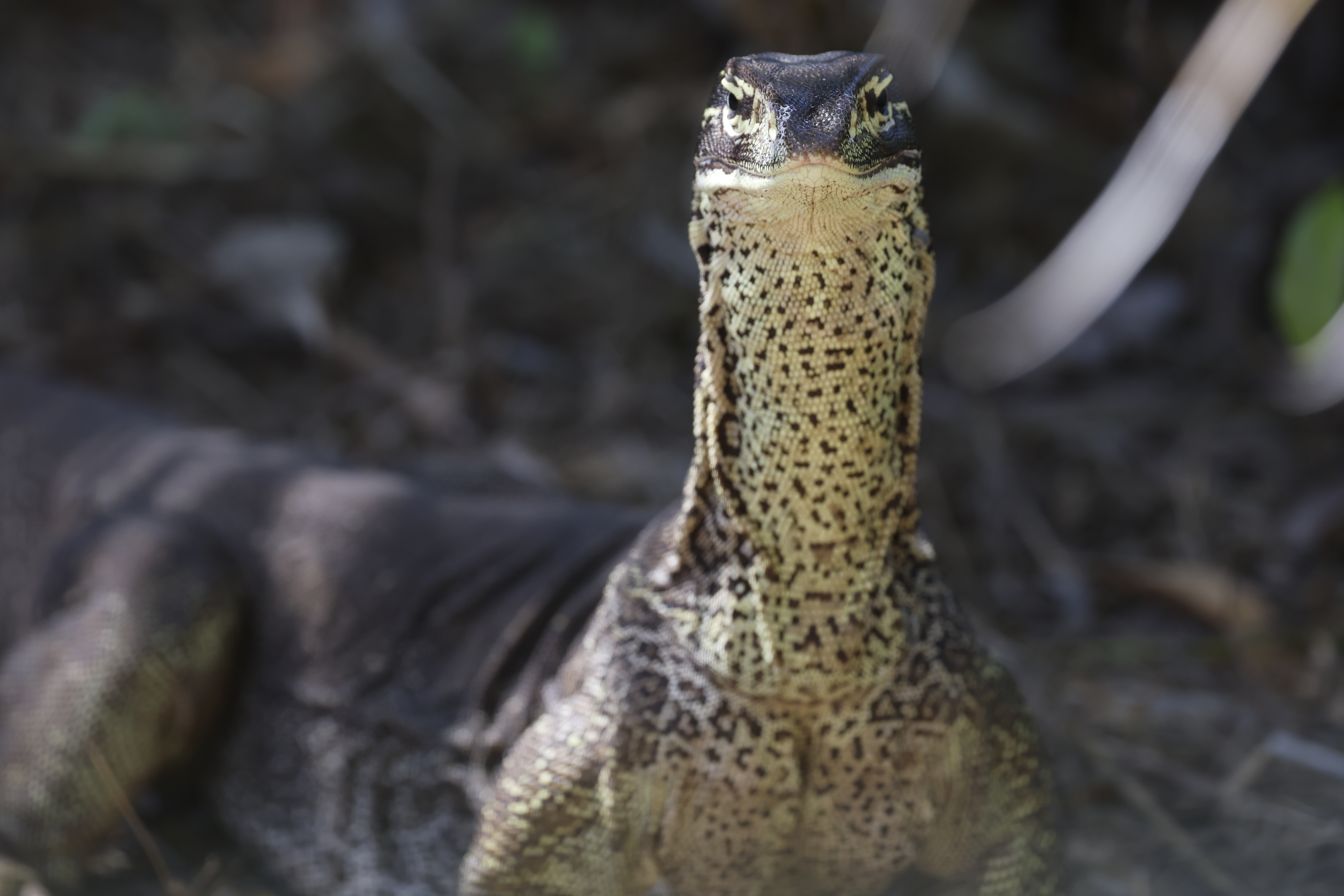 Jumping Croc