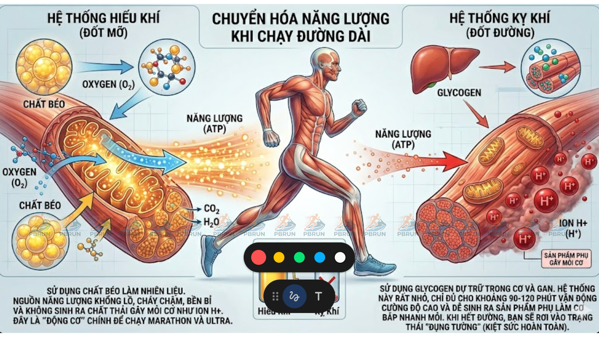 Phương pháp chạy bộ nhịp tim thấp MAF là tập trung phát triển hệ thống Hiếu khí Phương pháp chạy bộ nhịp tim thấp MAF là tập trung phát triển hệ thống Hiếu khí