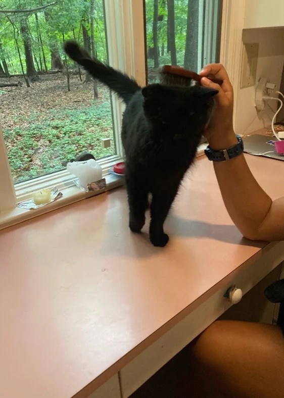 Bernardsville NJ Dog Walking