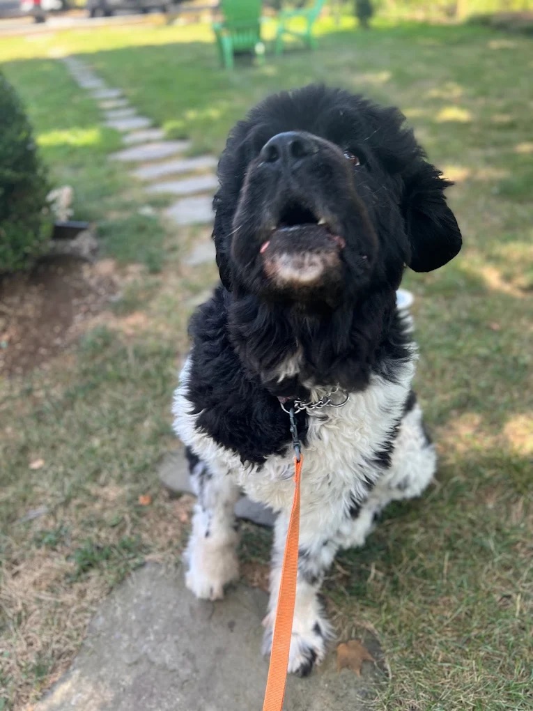 Poop Scoop & Yard Cleanup Bedminster NJ