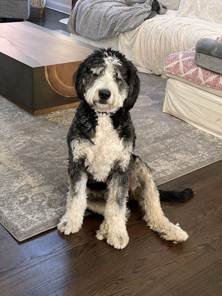 Bedminster NJ Pet Visits for Cat Care