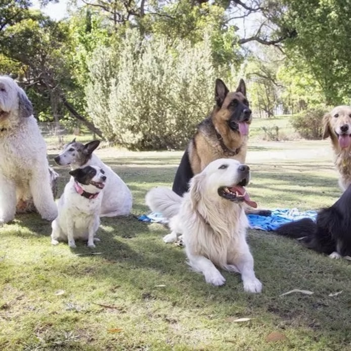 Dog Walking Bedminster NJ