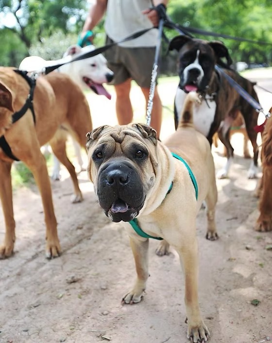 Bernardsville NJ Dog Walking