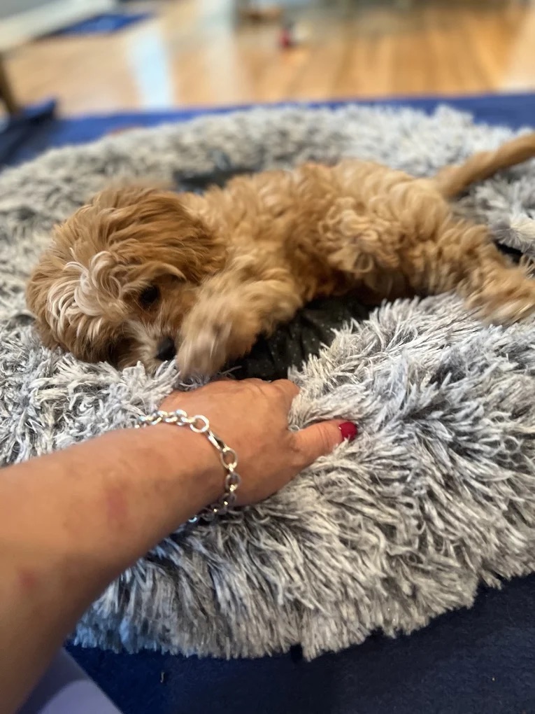 Bedminster NJ Dog Walking