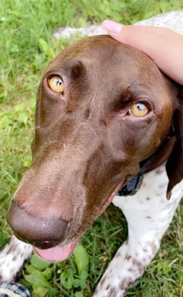 Wedding Pet Attendant Services Bedminster NJ