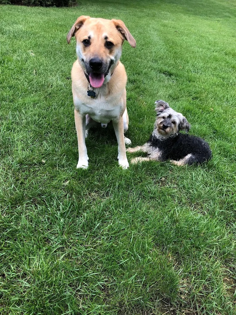 Dog Walking Bedminster NJ