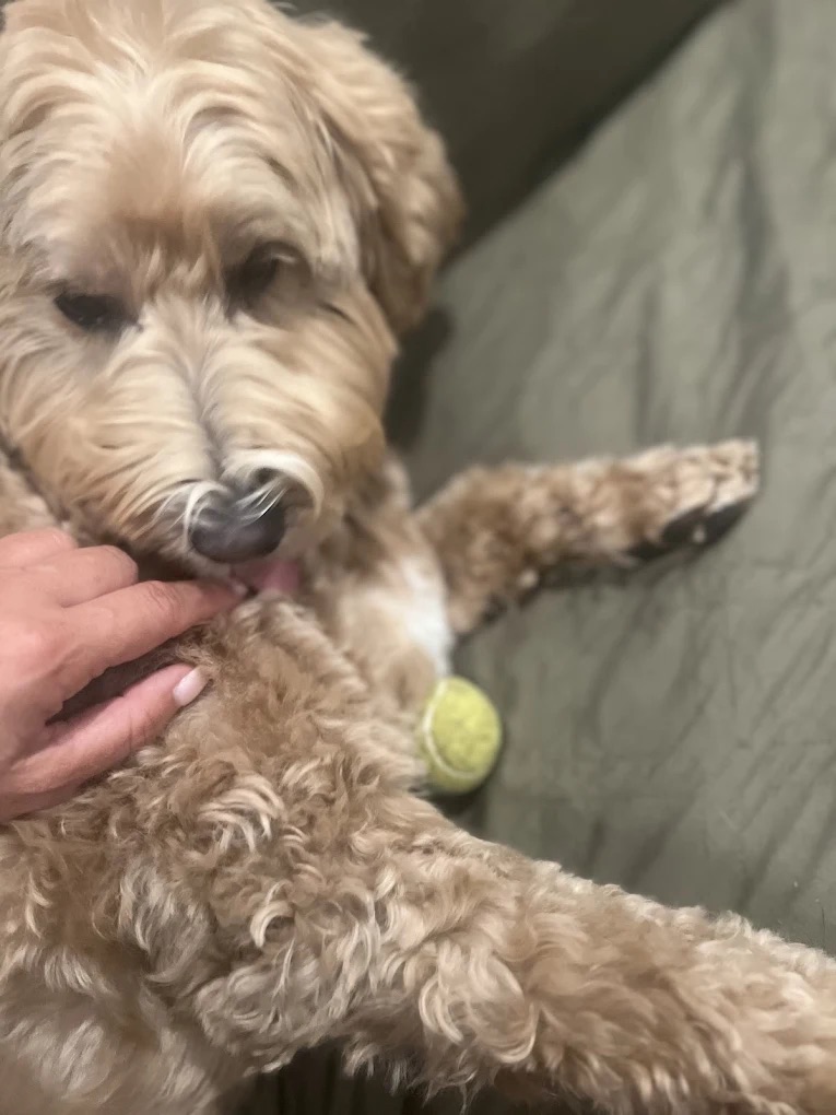 Pet Visits for Cat Care Bedminster NJ