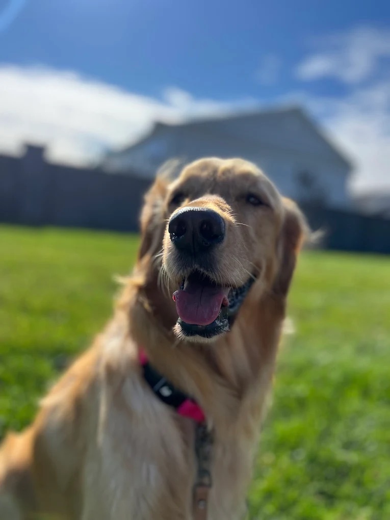 Pet Taxi & Transportation Bedminster NJ