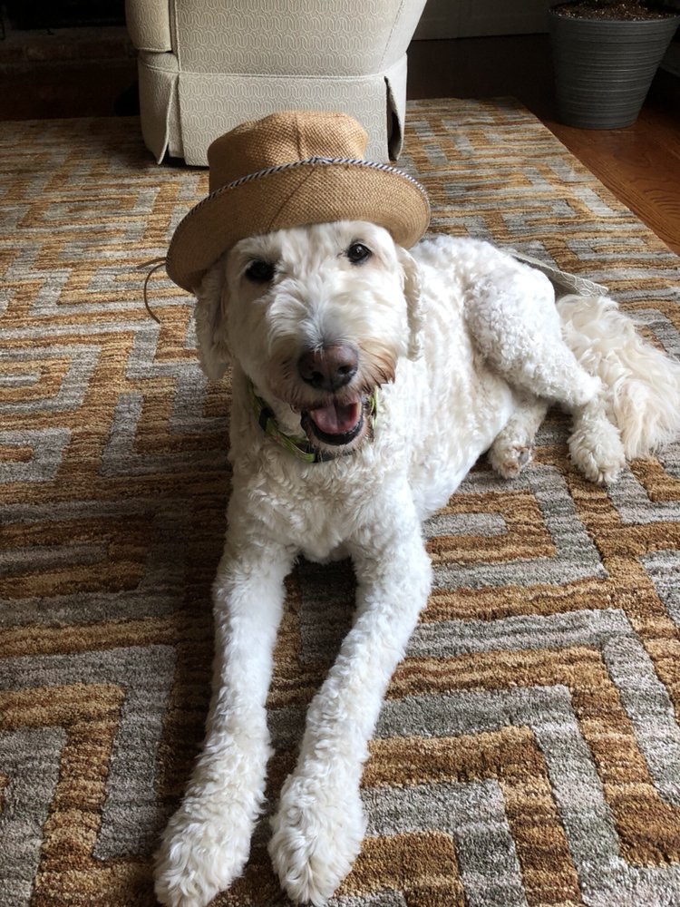 Ballantyne NC Dog Walking