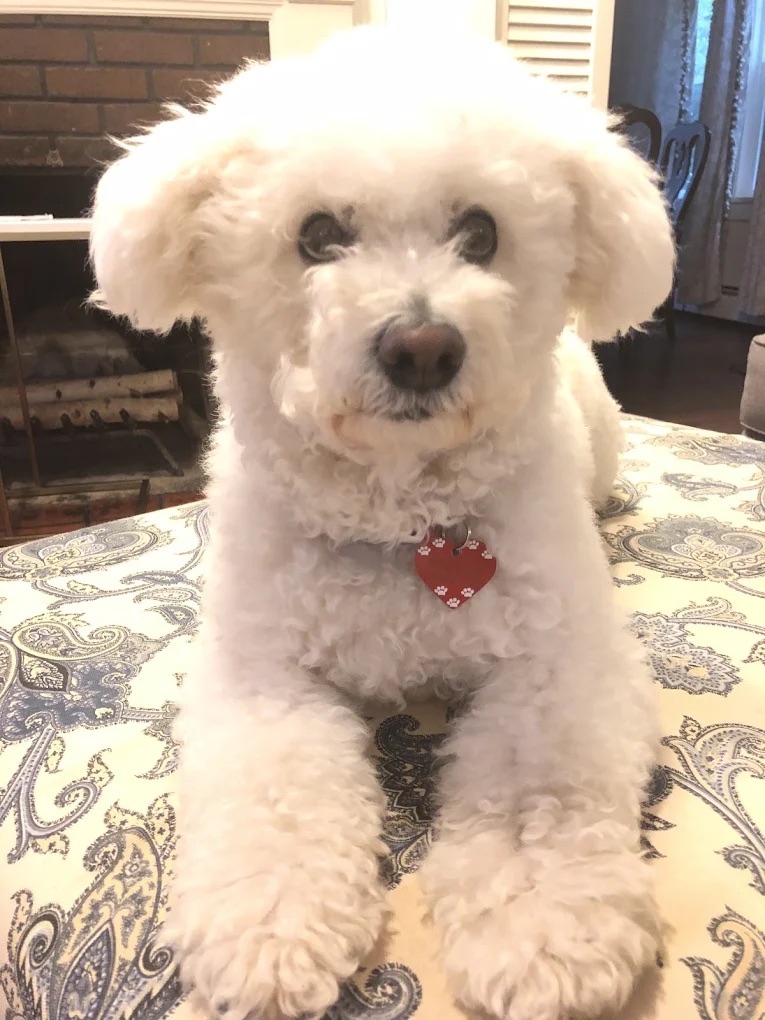 Charlotte NC Pet Sitting & Boarding