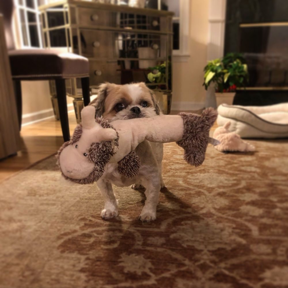 Pet Sitting & Boarding 