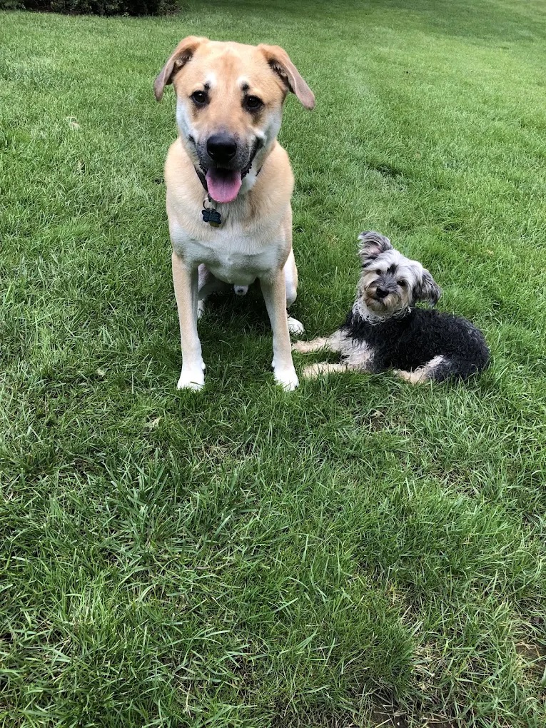  Pet Sitting & Boarding