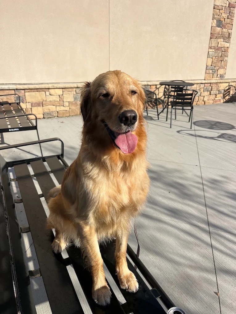 Pet Taxi & Transportation Bedminster NJ