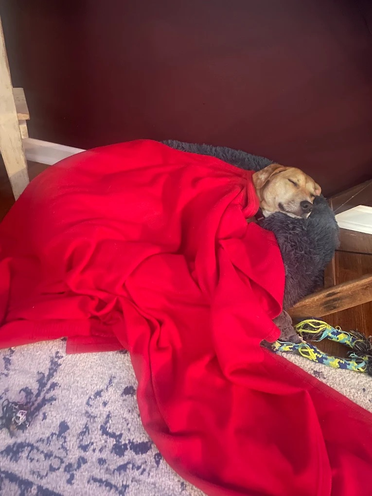 Pet Taxi & Transportation 