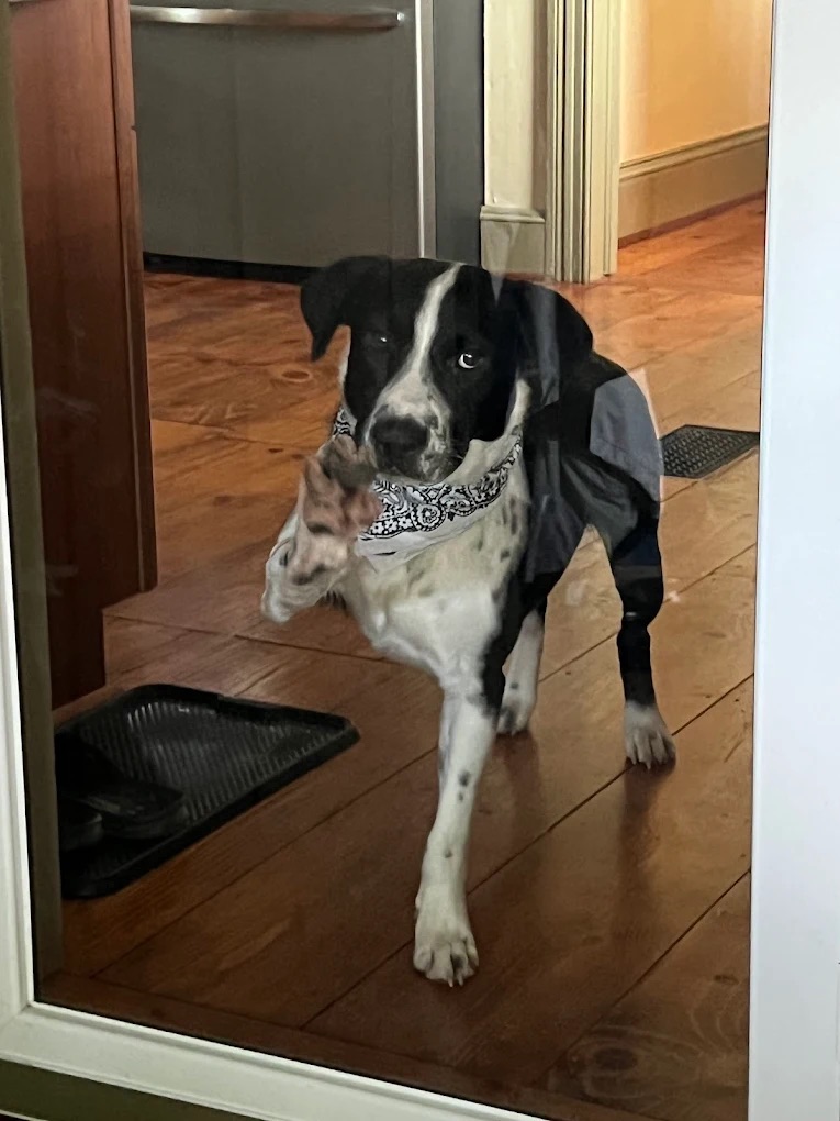 Pet Visits for Cat Care Bedminster NJ