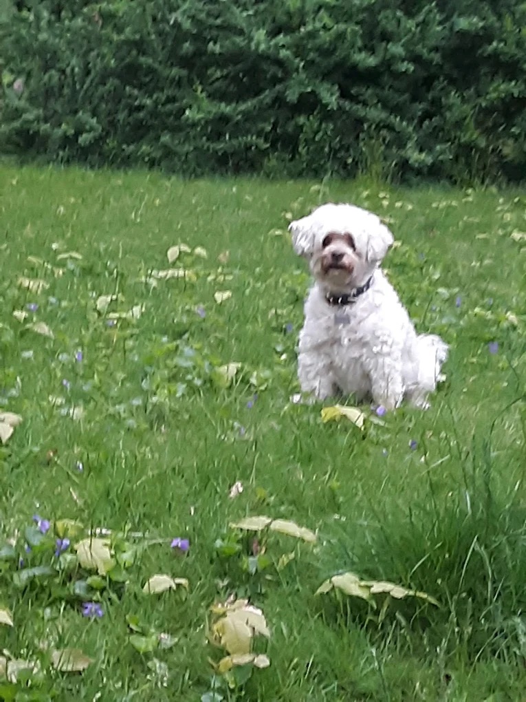  Pet Sitting & Boarding